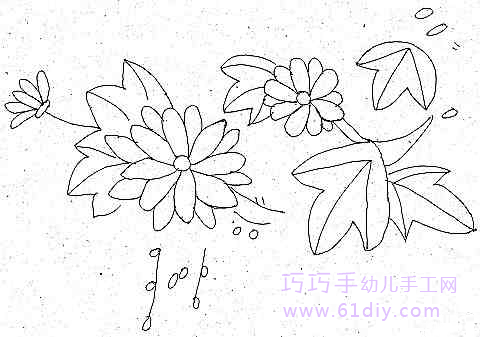 菊花的简笔画