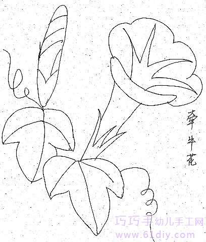 牵牛花的简笔画