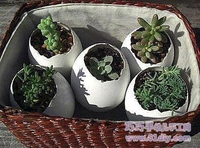 鸡蛋壳花盆植物