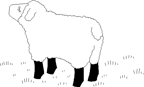 16张小羊填色图