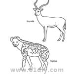黑斑羚和鬣狗