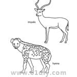 动物简笔画 黑斑羚和鬣狗填色图