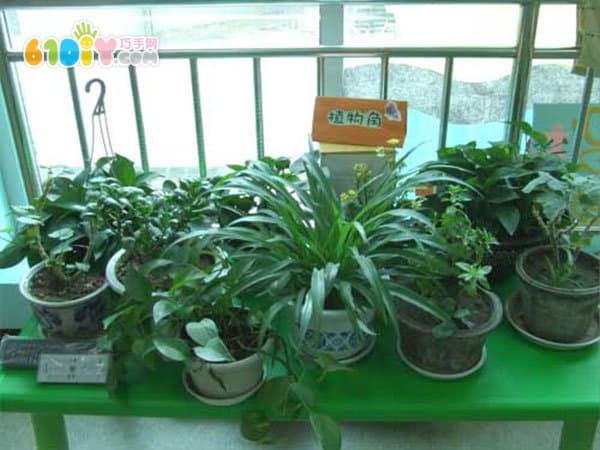 幼儿园植物角布置