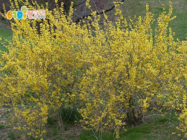 春天儿童手工制作迎春花